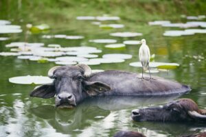 Symbiotic relationship between water buffalo and bird in lake. Nature in Sri Lanka.