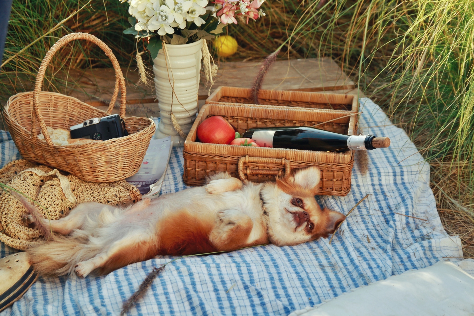 Cute little dog on its back on a picnic blanket with picnic basket, wine, and fruit