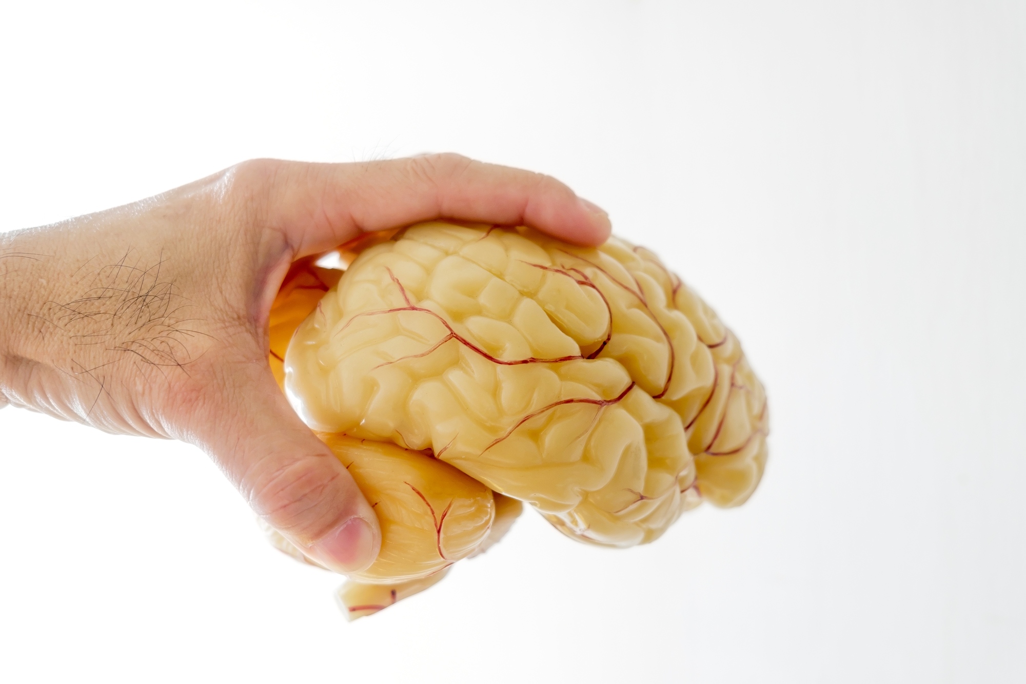 Close-up of hand picking up a human brain anatomical model